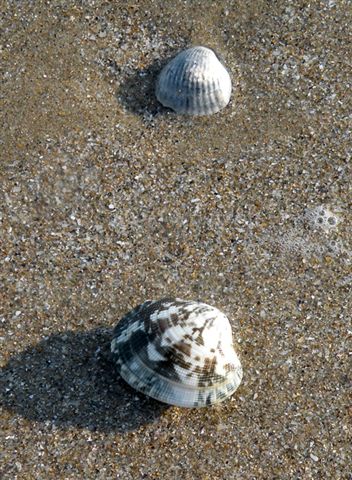 Molluchi delle spiagge adriatiche: Vongole